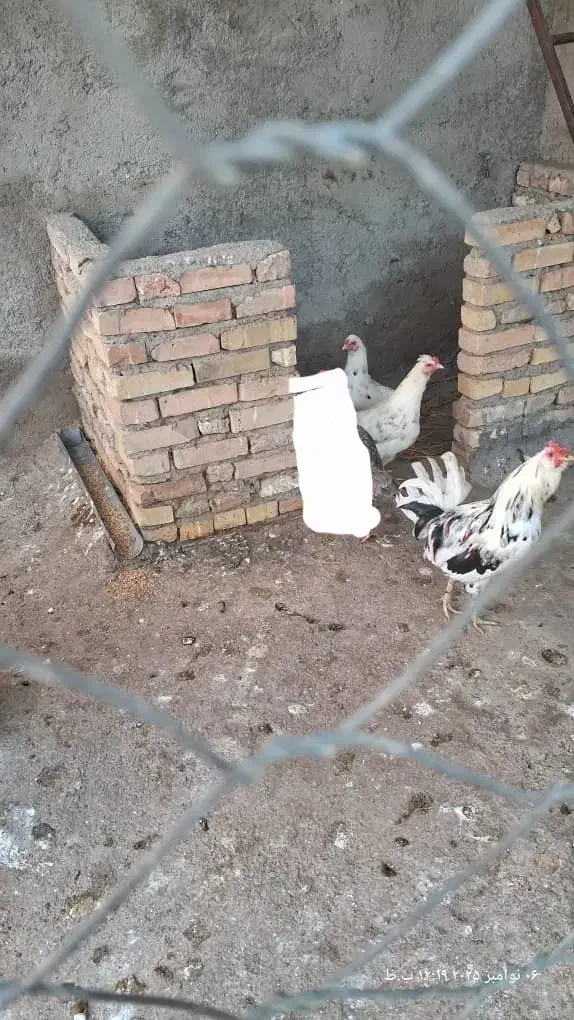 تخم مرغ نطفه دار گلین|حیوانات مزرعه|رامیان, |دیوار