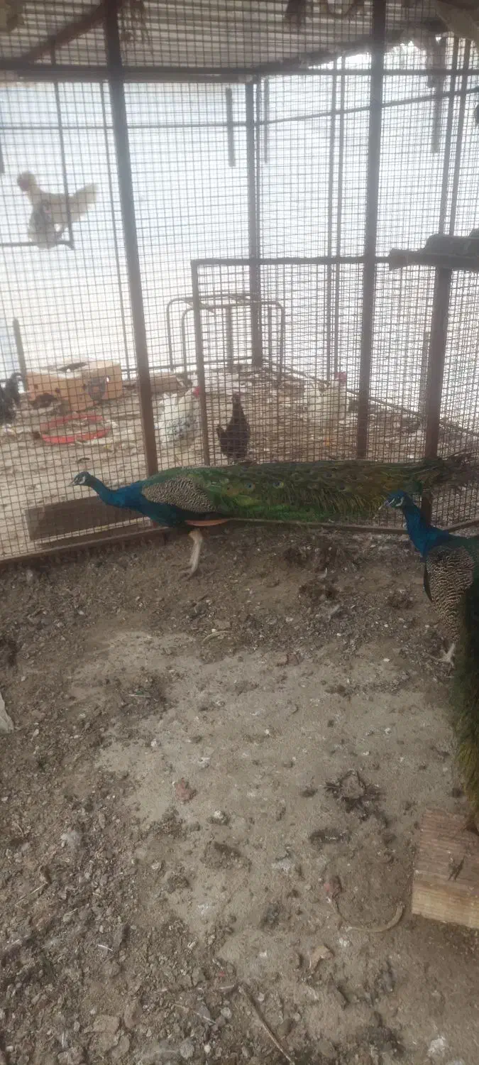 ۴ تا  طاووس نر هندی|پرنده|کهریزک, |دیوار