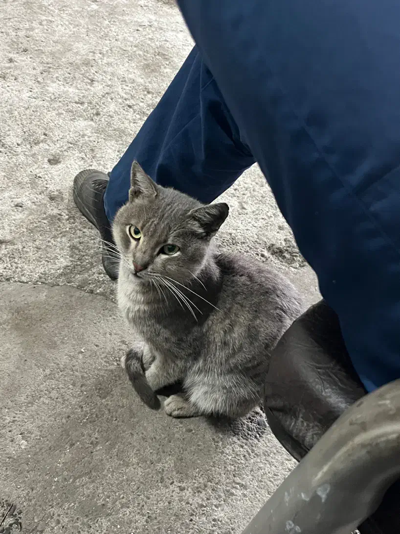 گربه حمایتی|گربه|رشت, فرزانه|دیوار