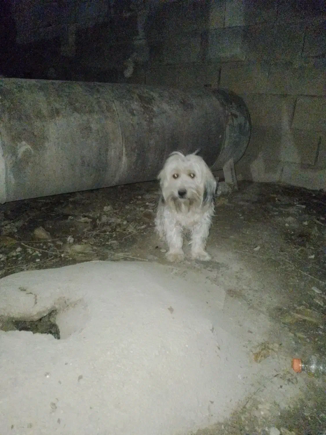 سگ پاکوتاه|سگ|آشخانه, |دیوار