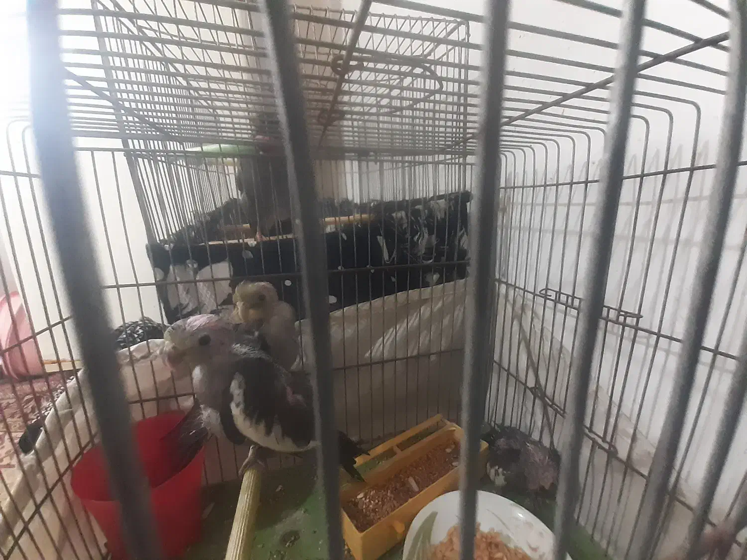 بچه عروس هلندی|پرنده|لاهیجان, گلستان|دیوار