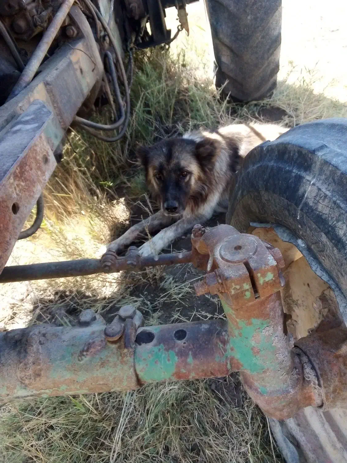سلام ادرس شهرستان هریس روستای اربطان|سگ|تبریز, |دیوار