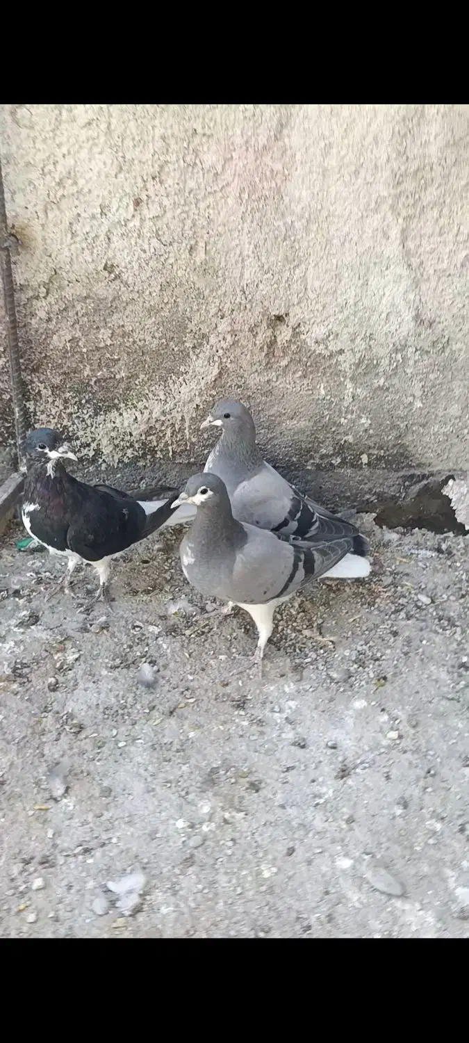 4تا شهری سبز و سیاه جوون|پرنده|کوه چنار, |دیوار