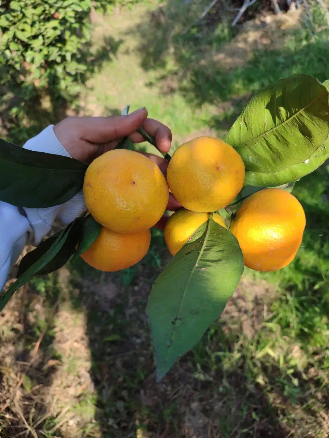 میوه تره بار|حراج|ساری, |دیوار