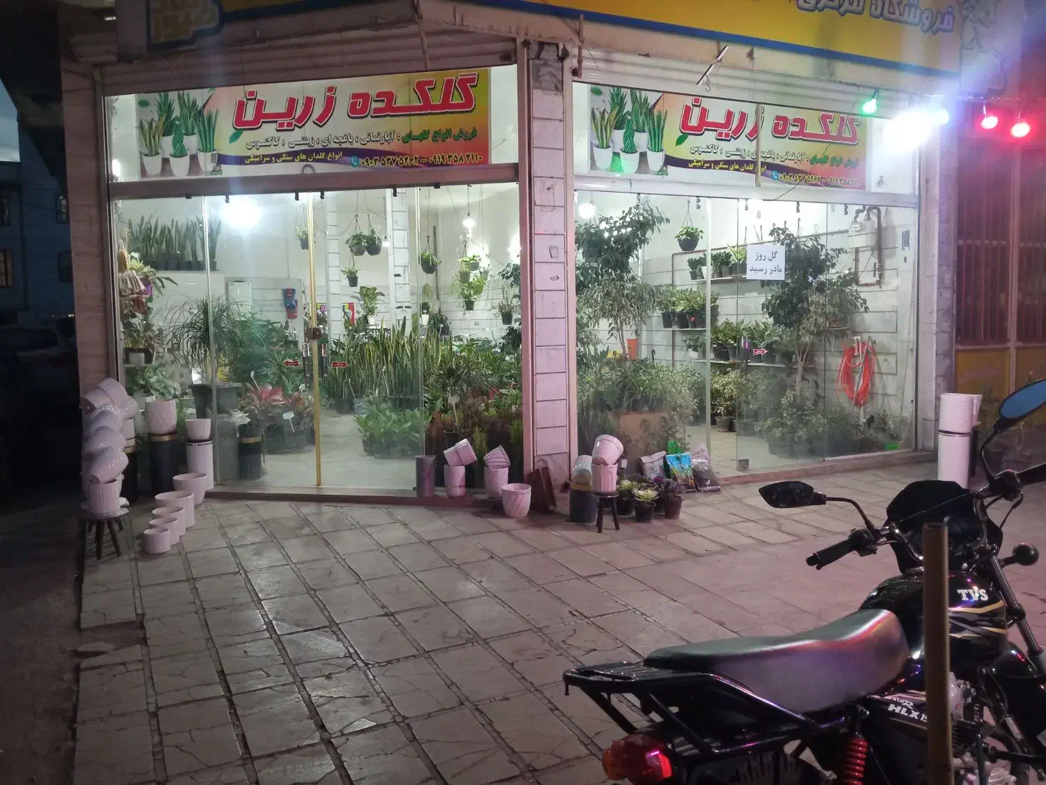 انواع گل های اپارتمانی باغچه ای و...|گل و گیاه طبیعی|بروجرد, |دیوار