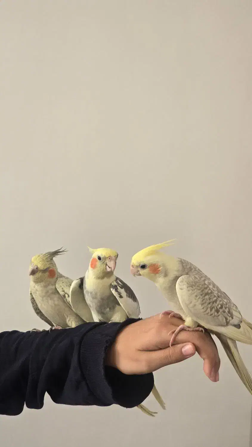 جفتی عروس هلندی مولد سخنگو و رام|پرنده|ایلام, |دیوار