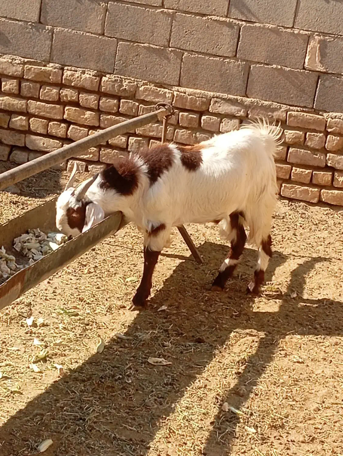 بزغاله افغانی نر|حیوانات مزرعه|ساوه, |دیوار