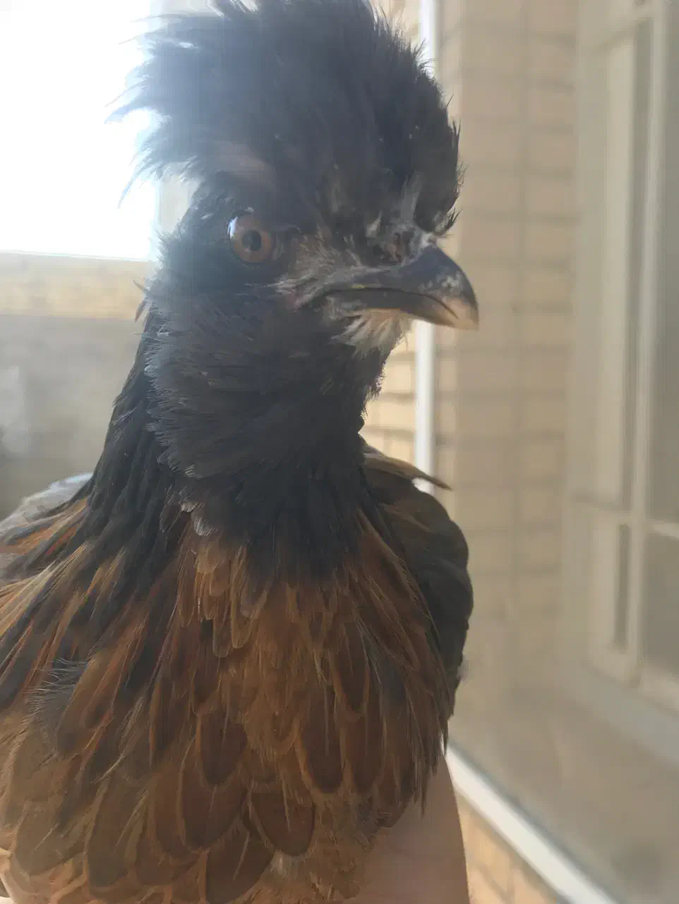 جوجه مرغ نژاد سلطان رنگ سیاه|حیوانات مزرعه|جم, |دیوار