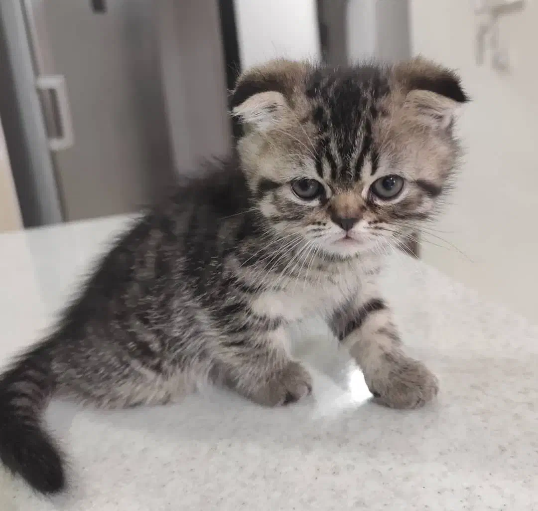 گربه پرشین و اسکاتیش|گربه|درگهان, |دیوار