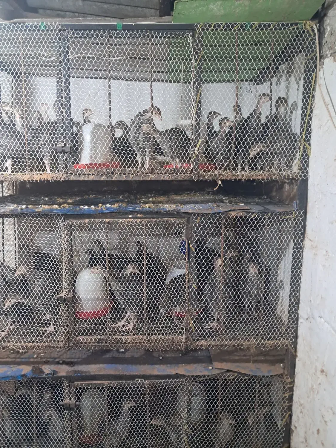 جوجه بوقلمون برنز با کیفیت|حیوانات مزرعه|قائم‌شهر, |دیوار