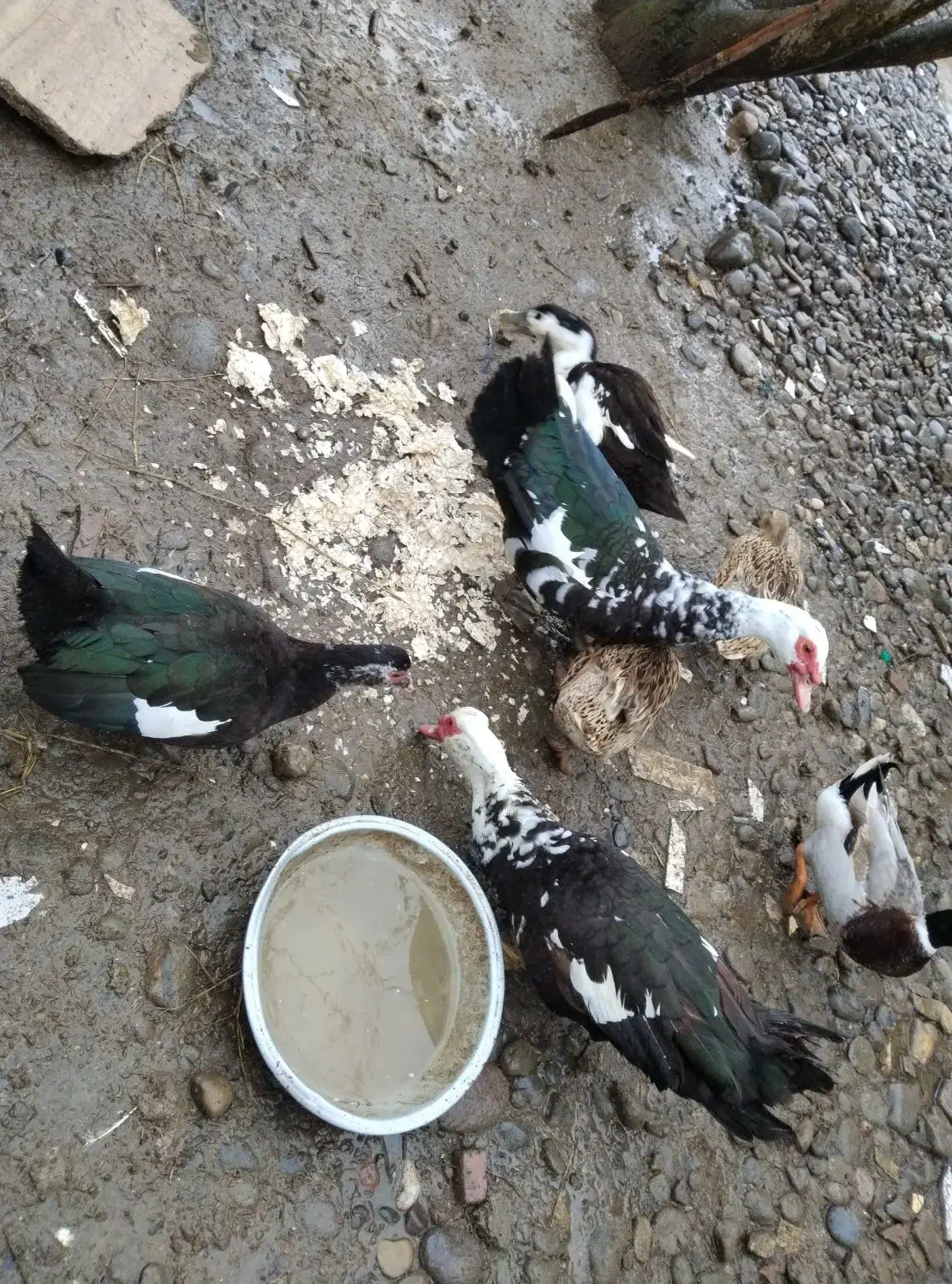 اردک محلی و اسراییلی|حیوانات مزرعه|رشت, لاکان|دیوار