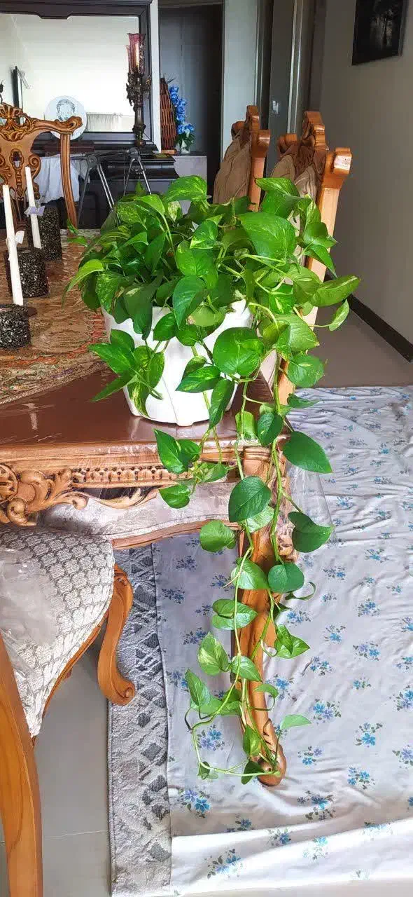 گل و گیاه|گل و گیاه طبیعی|اصفهان, صدف|دیوار