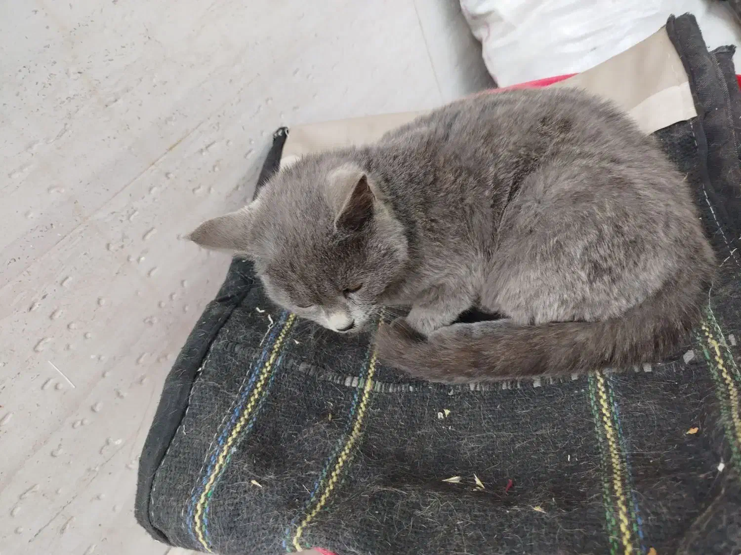 گربه خونگی واگذاری رایگان|گربه|شهرکرد, |دیوار