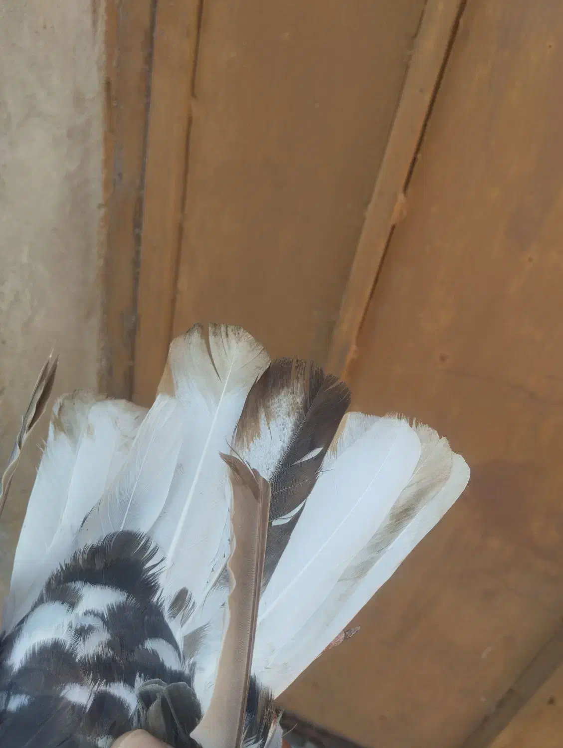 خوشرنگ قهوه ای ماده|پرنده|برازجان, |دیوار