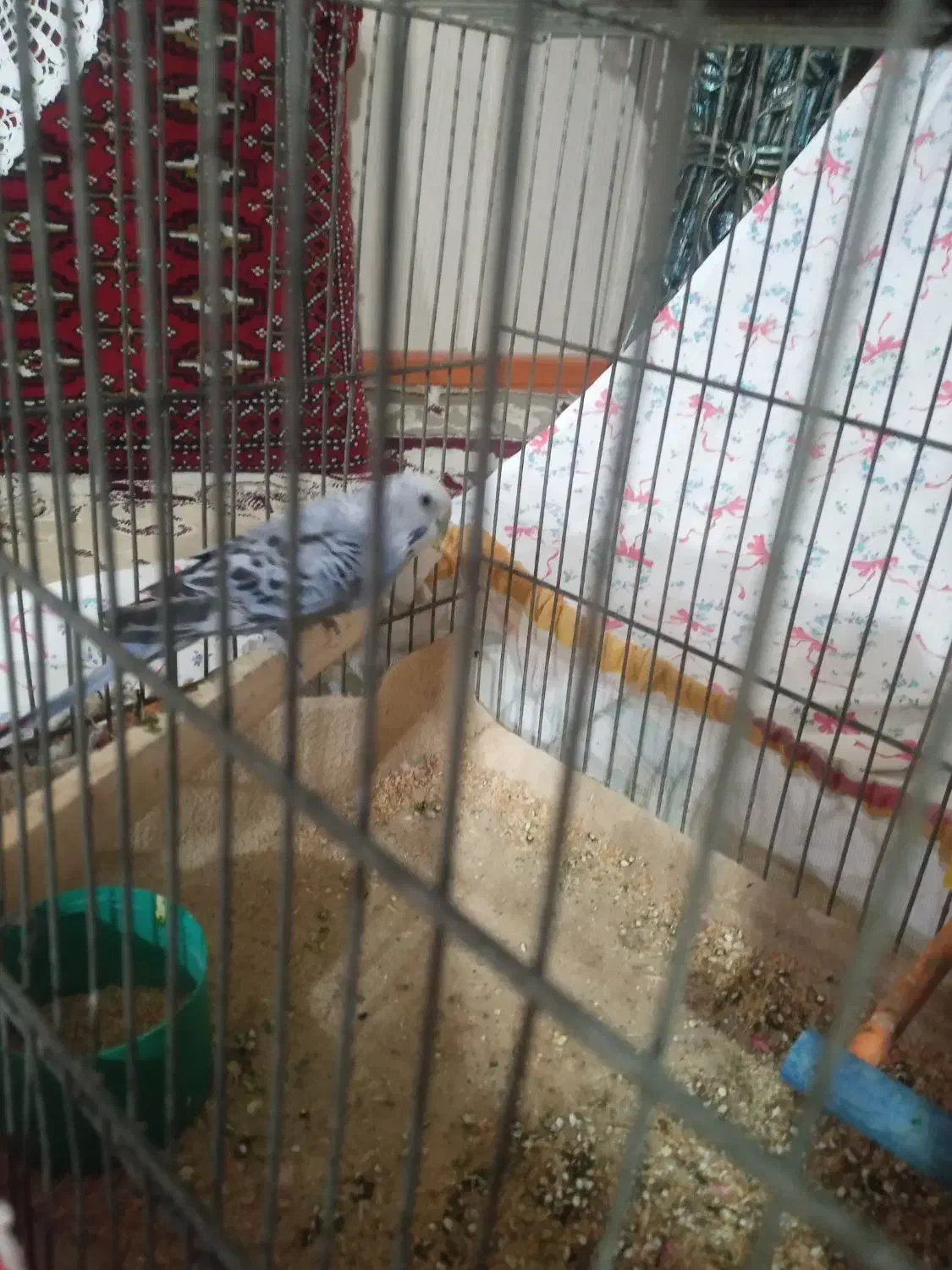 فروشی|پرنده|مشهد, انقلاب|دیوار