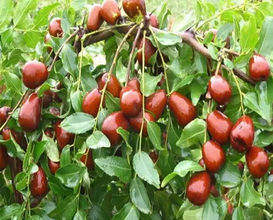 پیش فروش نهال عناب چینی یکساله|خدمات باغبانی و درختکاری|نهاوند, |دیوار