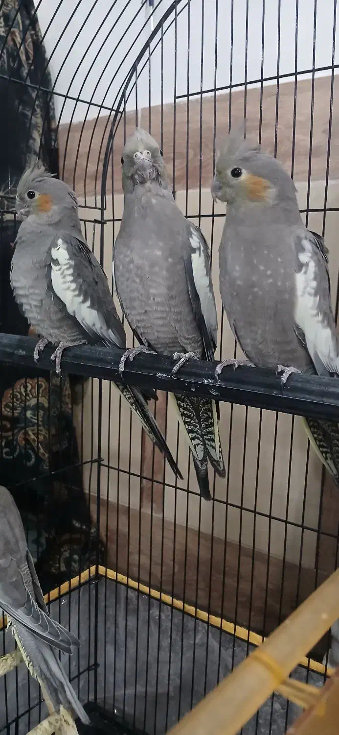 عروس هلندی|پرنده|تربت جام, میان جام|دیوار