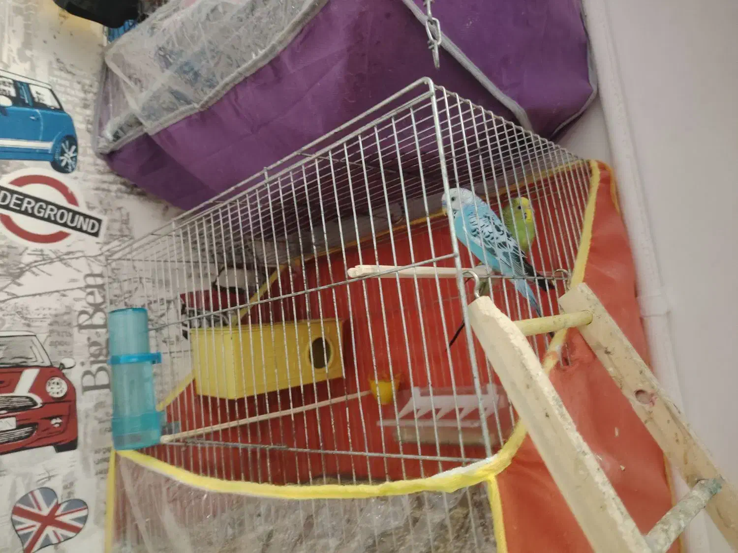 مرغ عشق کار داده|پرنده|کرمان, |دیوار