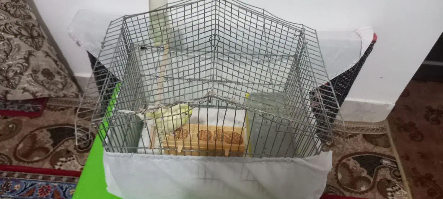 فروش مرغ عشق نر|پرنده|طبس, |دیوار