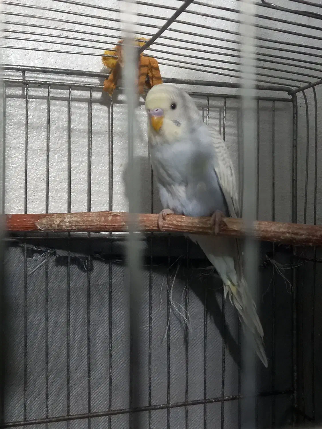 مرغ عشق بالغ|پرنده|تاکستان, |دیوار