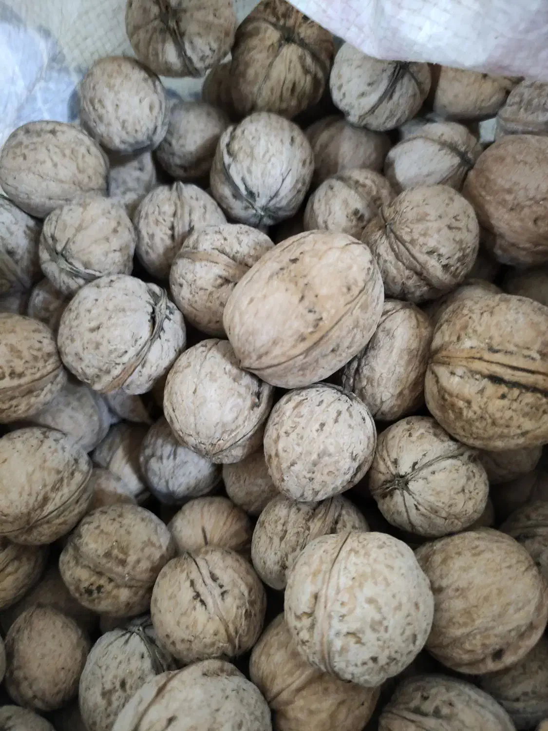 گردوی کاغذی نعمت آباد|خوردنی و آشامیدنی|باسمنج, |دیوار