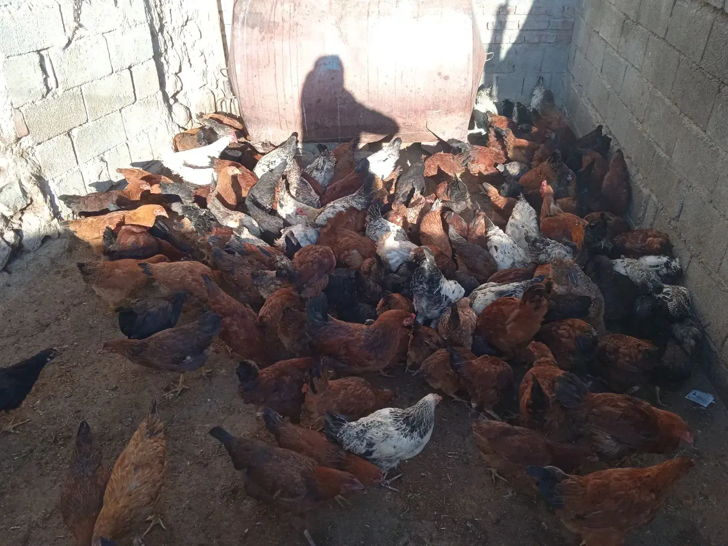 فروش جوجه|حیوانات مزرعه|کشاورز, |دیوار