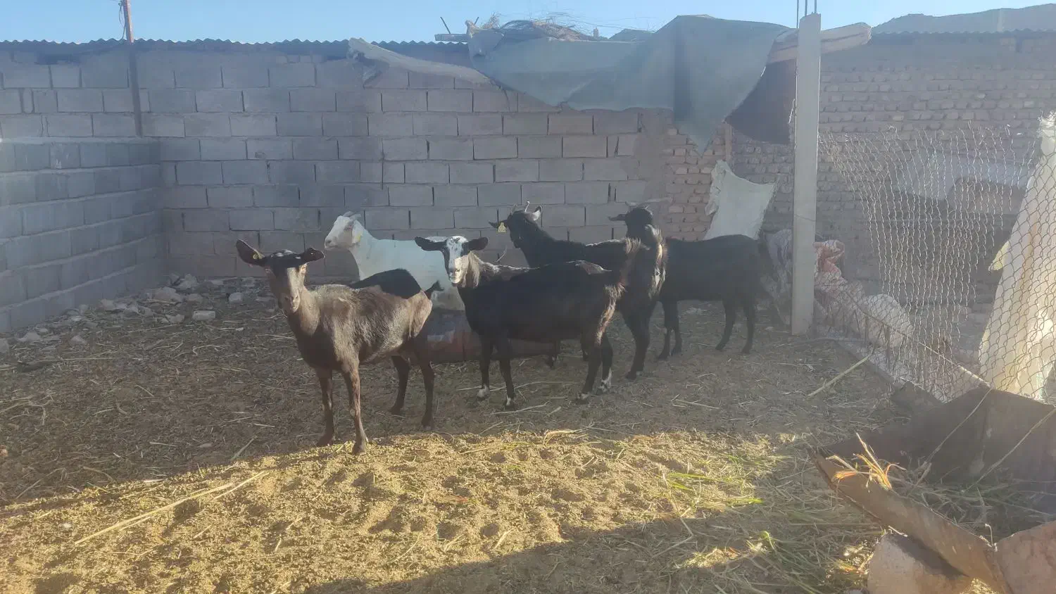 پنج راس بز آبستن کوهبنان|حیوانات مزرعه|کوهبنان, |دیوار