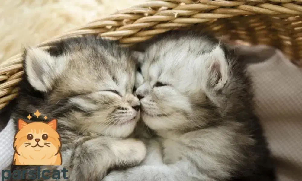 گربه های اصیل با ضمانت|گربه|تهران, سعادتآباد|دیوار