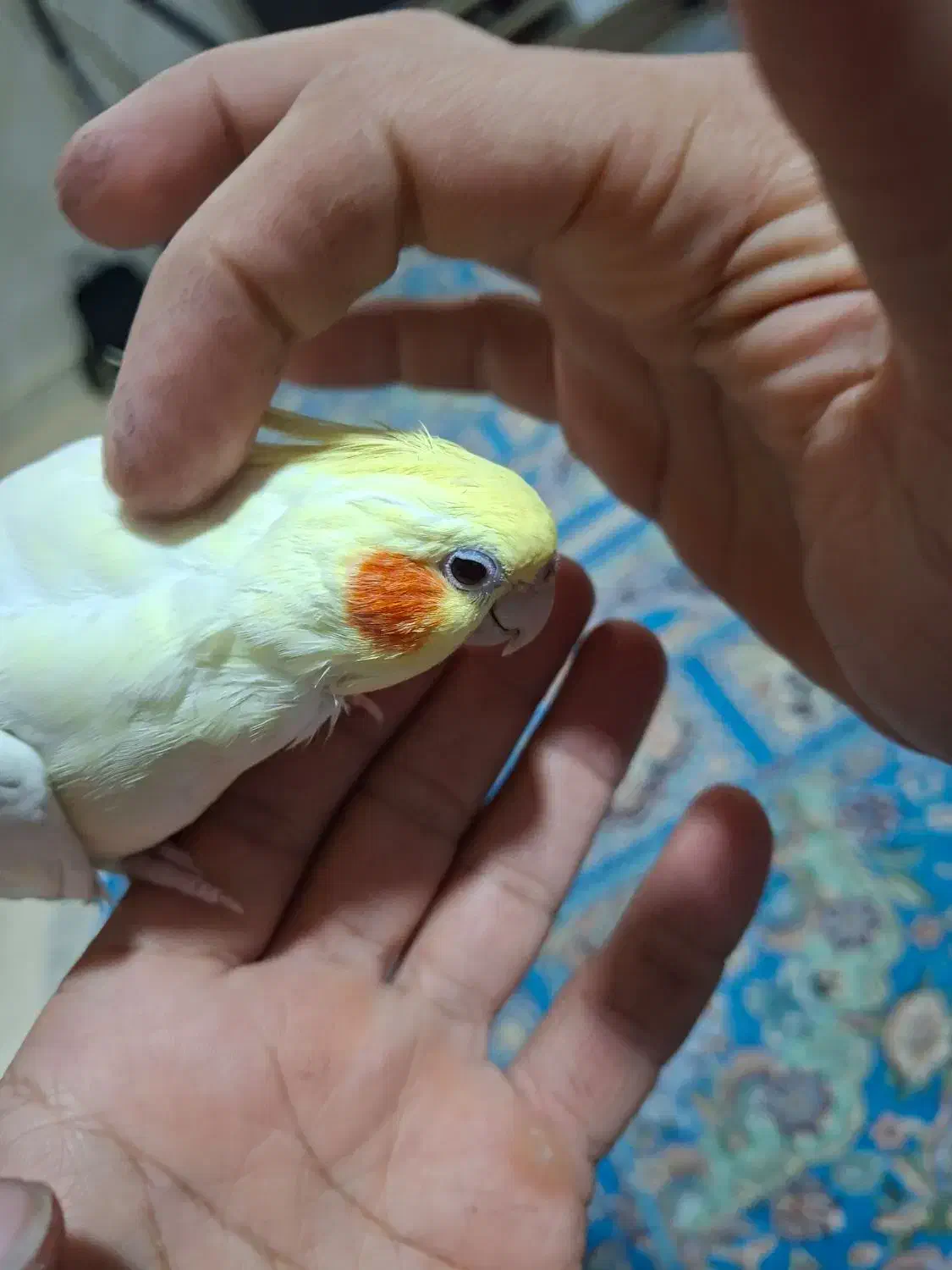 عروس هلندی مولد|پرنده|اسلام‌شهر, شهرک سعیدیه|دیوار