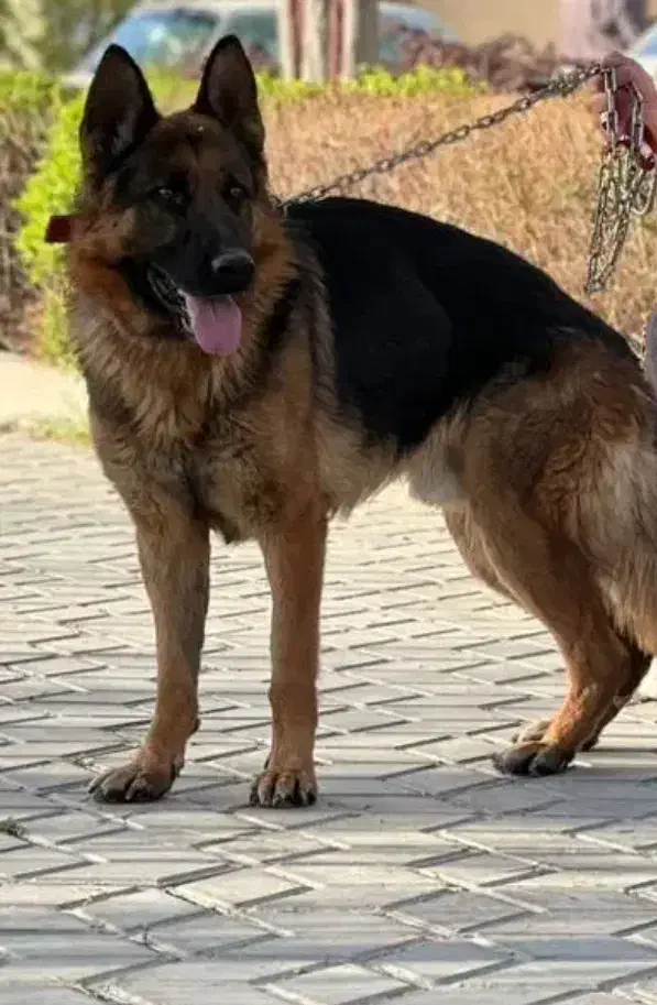 ژرمن شولاین نر|سگ|زنجان, |دیوار