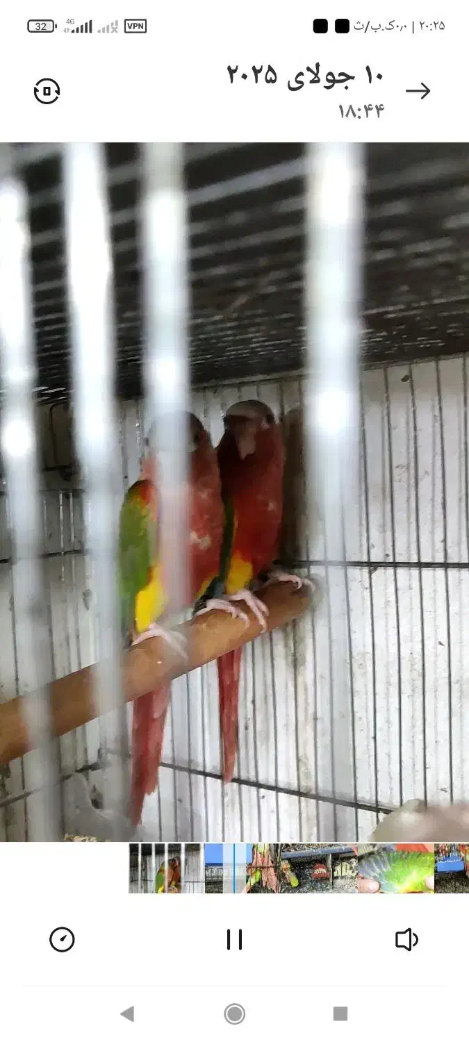 جفت مولد آناناسی دبل ردسرخ|پرنده|قائمشهر, |دیوار