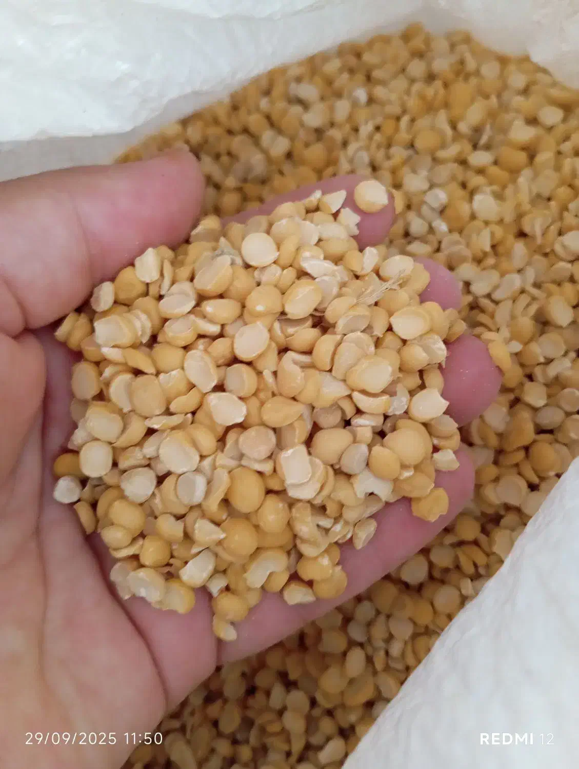 لپه ،محصول امسال|خوردنی و آشامیدنی|سقز, |دیوار