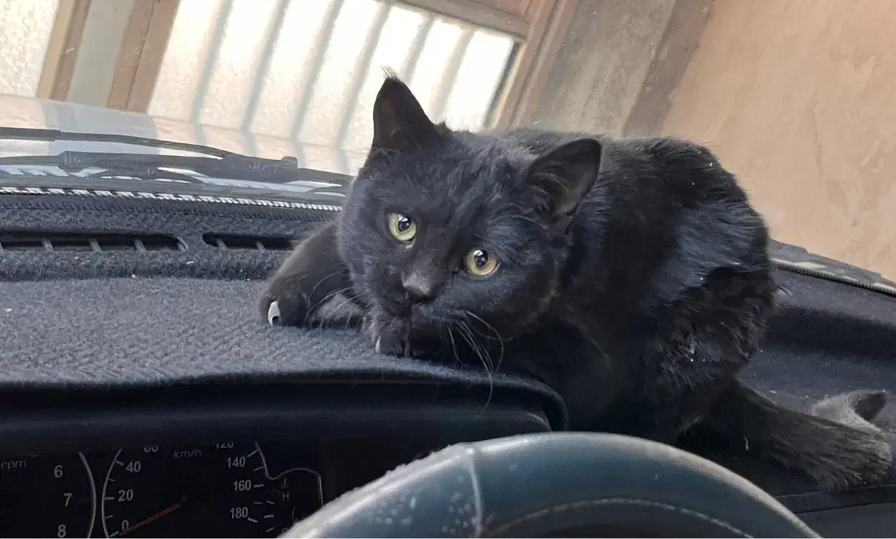 واگذار گربه|گربه|شهرکرد, |دیوار