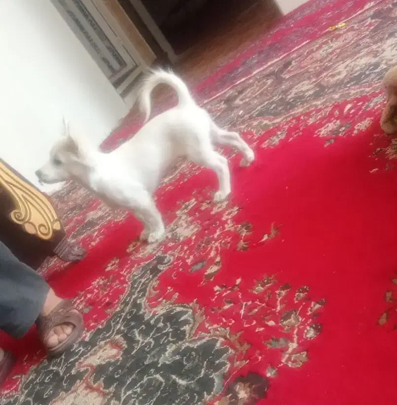 توله اشپیتز گوش روباهی خونگی|سگ|فیروزآباد (فارس), |دیوار