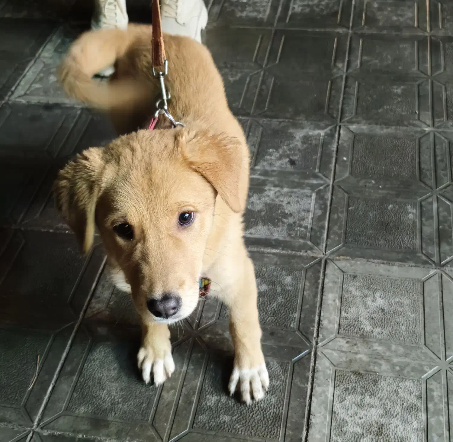 واگذاری رایگان|سگ|مشهد, تربیت (صدف)|دیوار