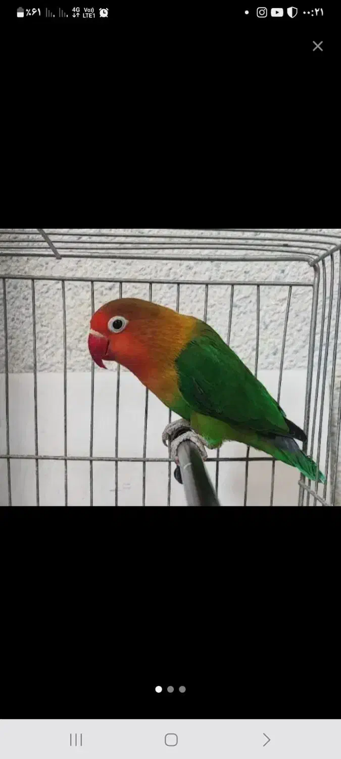 برزیلی اهلی جفت|پرنده|سلماس, |دیوار