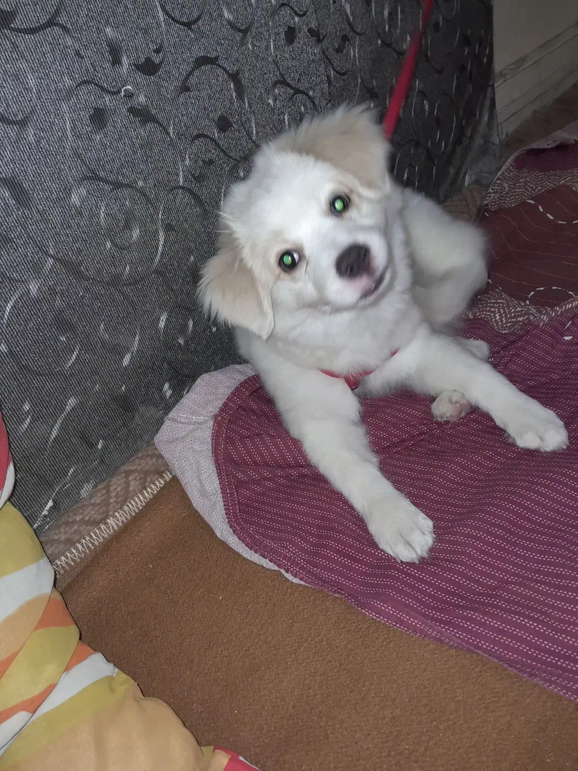 توله سگ ماده پاکوتاه ۴ ماهه با شناسنامه|سگ|کرج, برغان|دیوار