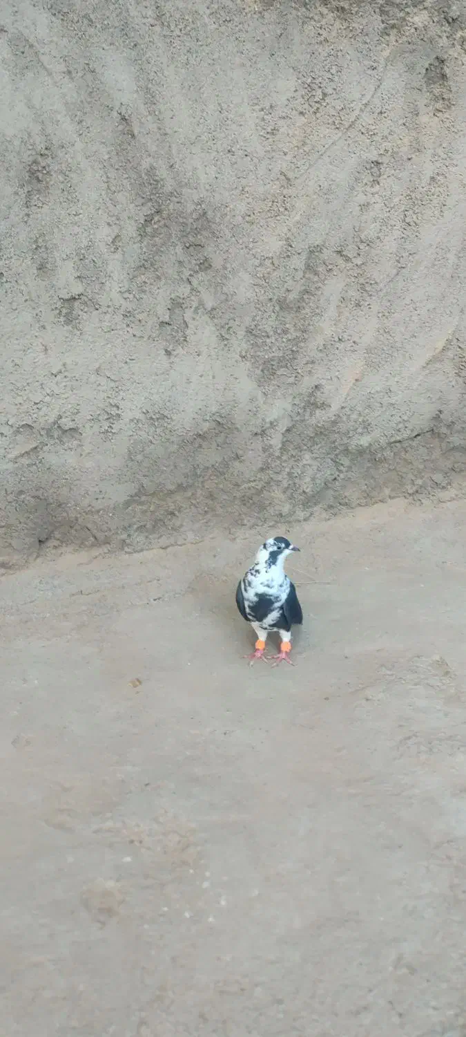 ساده‌سیاه‌امری|پرنده|رضویه, |دیوار