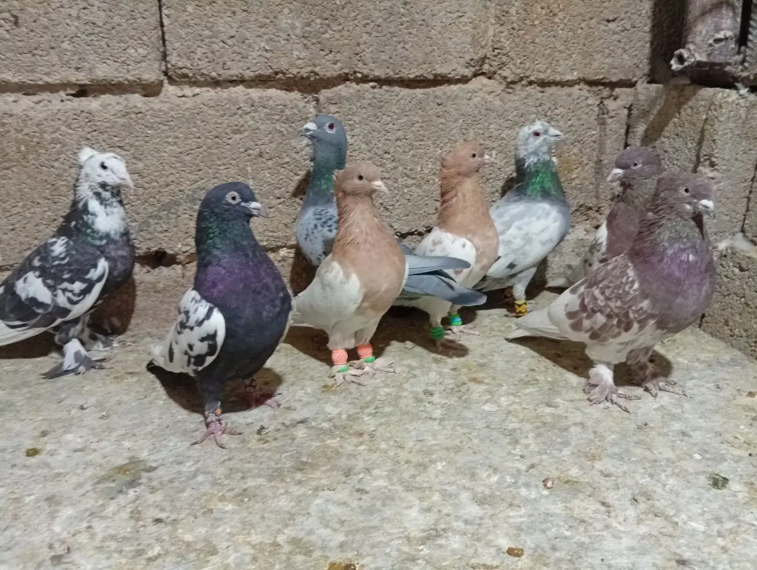 تعدادی کبوتر|پرنده|جهرم, |دیوار