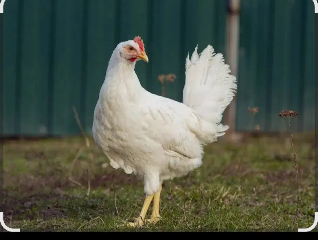 مرغ پیدا شده|پرنده|میناب, |دیوار