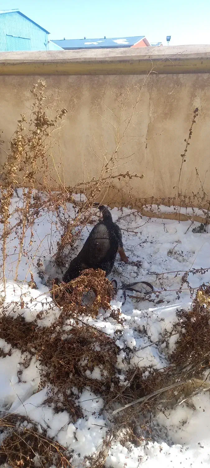 سگ ژرمن شپرت اصل|سگ|اردبیل, |دیوار