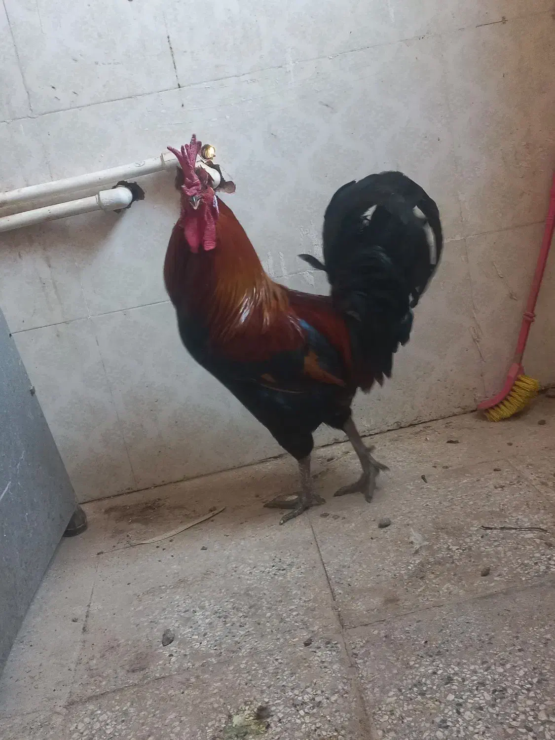 خروس|حیوانات مزرعه|قم, چهار مردان|دیوار