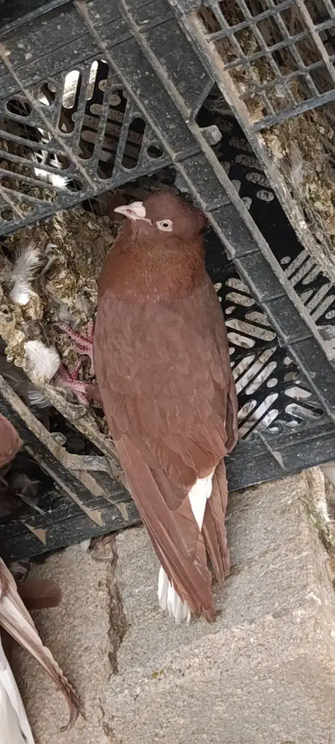 کوهی و سرخ دم سفید|پرنده|رامشیر, |دیوار