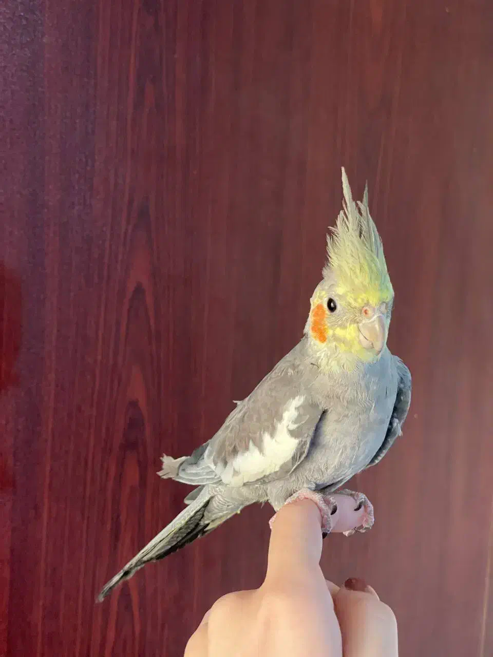 ۶عدد پرنده|پرنده|رشت, چمارسرا|دیوار