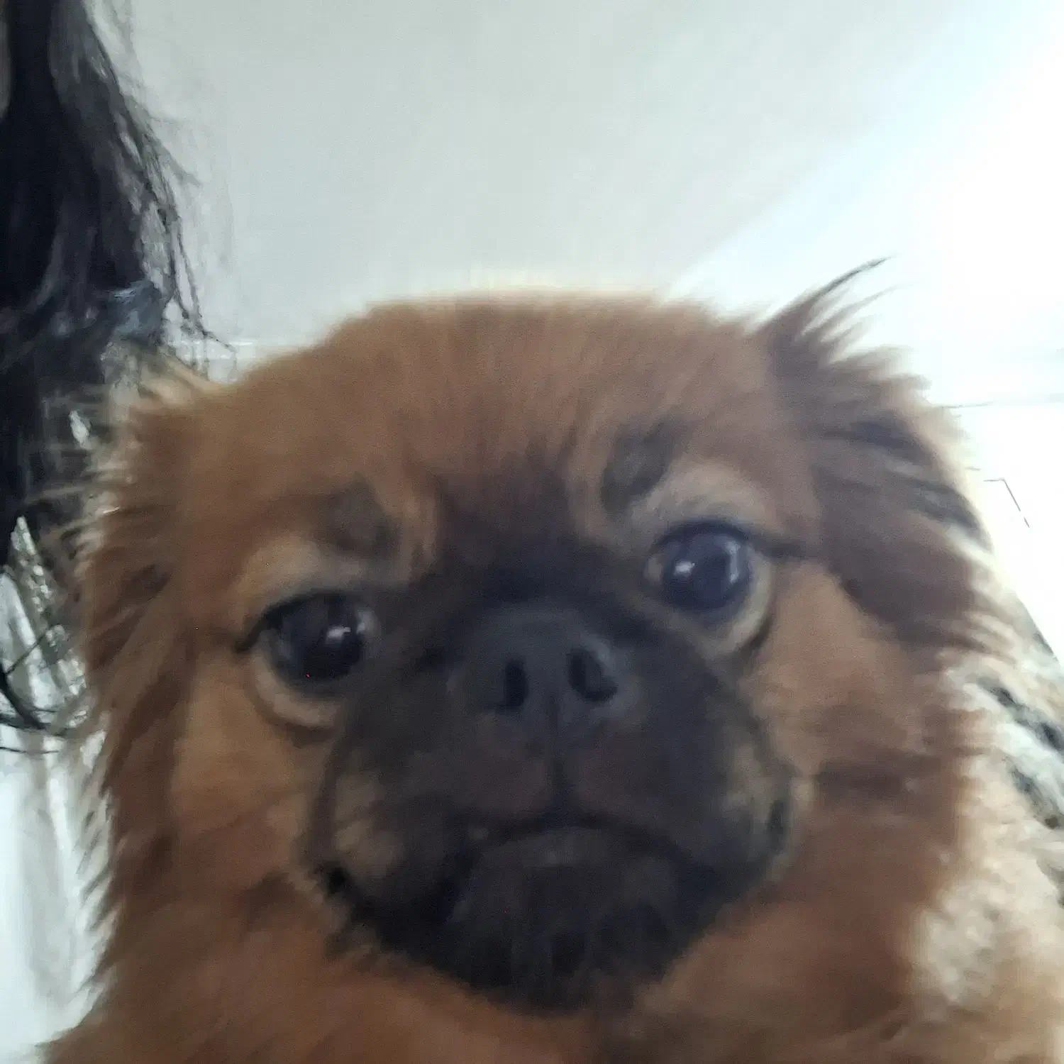 سگ peek-a-poem  8 ماهه|سگ|اردبیل, |دیوار