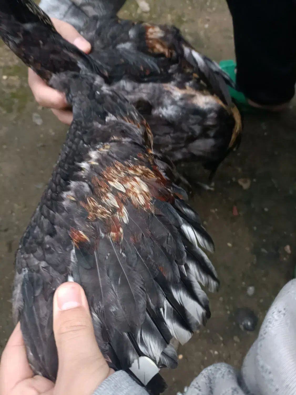 خروس لاری اصیل افغان|حیوانات مزرعه|لنگرود, |دیوار