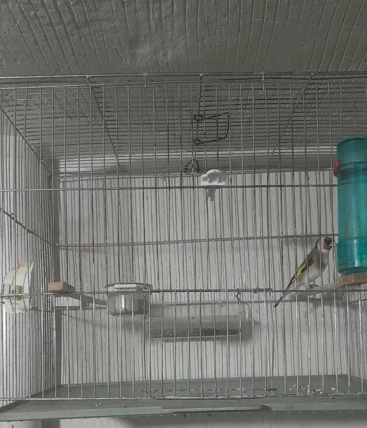 سهره نریک ساله دهن باغی|پرنده|سقز, |دیوار