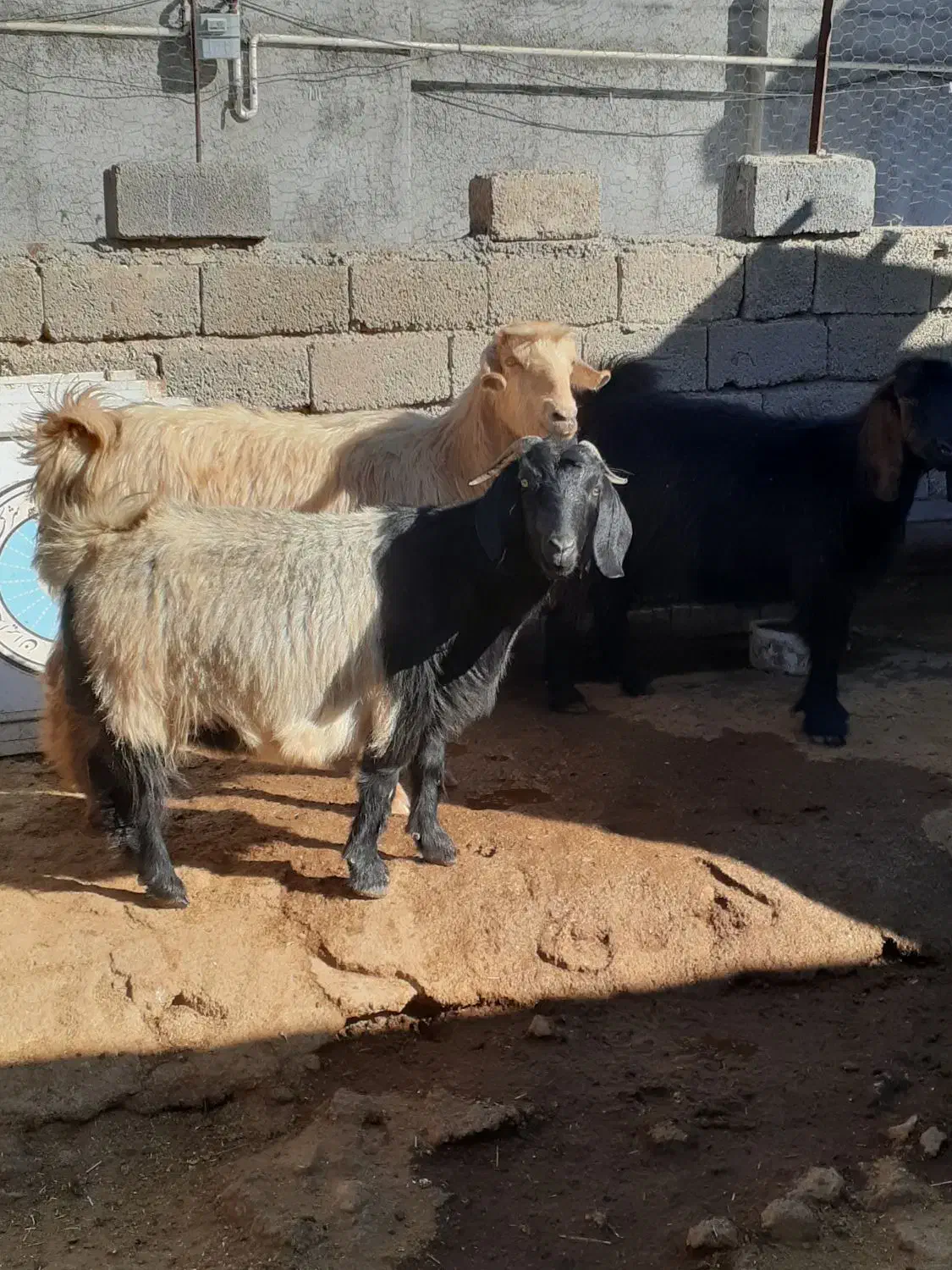 بز خشک و مراسمی|حیوانات مزرعه|ایوان, |دیوار