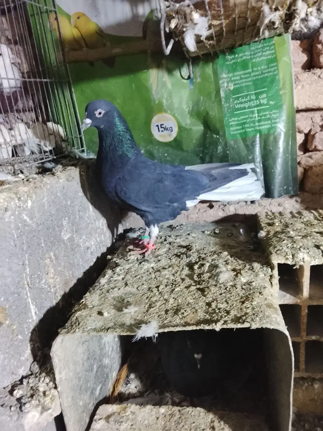 کفتر|حیوانات|همدان, |دیوار