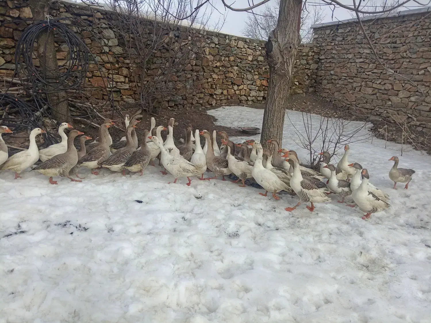 قاز محلی درشت|حیوانات مزرعه|مریوان, |دیوار